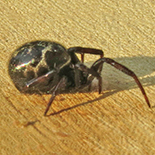 Steatoda species